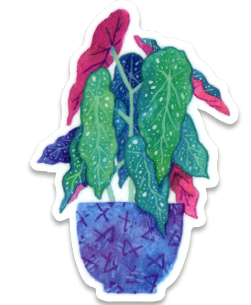 Sticker - Begonia Maculata