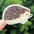 Sticker - Hedgehog